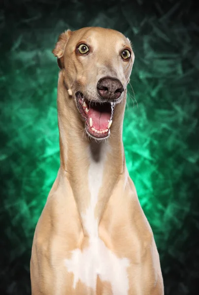 Perro galgo sobre fondo verde — Foto de Stock