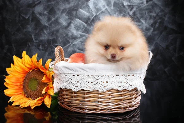 Ayçiçeği ile hasır sepet içinde Spitz köpek yavrusu — Stok fotoğraf