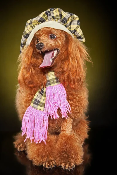 Caniche de juguete en gorra y bufanda — Foto de Stock