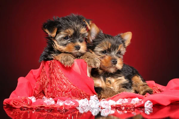 Yorkshire Terrier cuccioli su sfondo rosso — Foto Stock