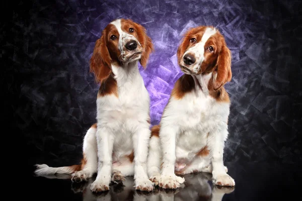 Zwei Springer Spaniel Welpen auf lila Hintergrund lizenzfreie Stockfotos