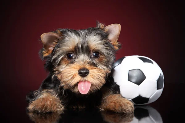 Lustiger yorkshire terrier welpe zeigt zunge Stockfoto