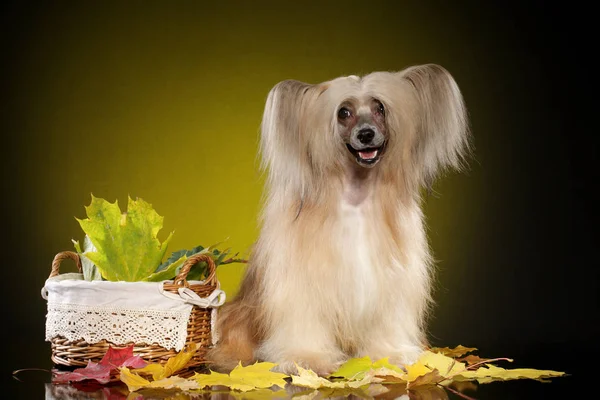 Chinesischer Haubenhund sitzt auf dunkelgelbem Hintergrund Stockbild