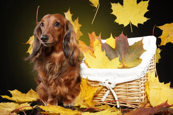 Langhaariger Dackel Fallenden Herbstlaub Tierthemen Stockbild