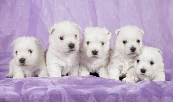 West Highland White Terrier Welpen Auf Violettem Hintergrund Baby Tier — Stockfoto