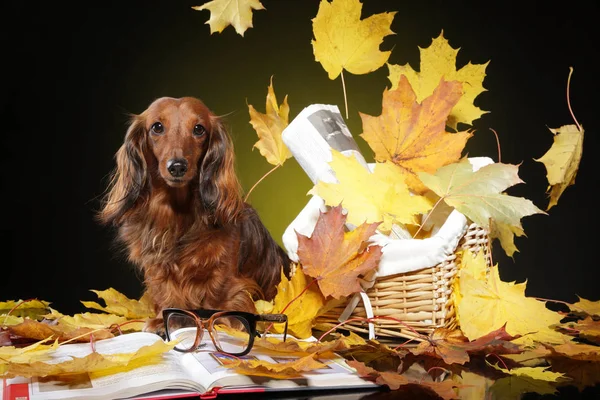 Longhaired Dachshund Falling Autumn Leaves Animal Themes — Stock Photo, Image