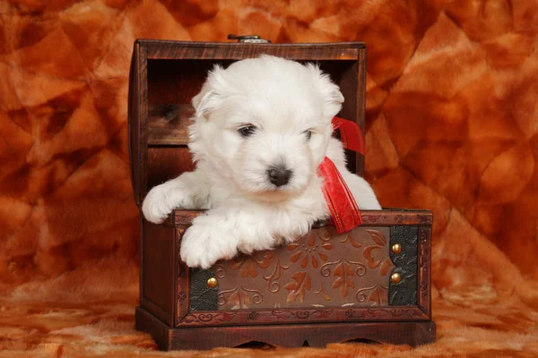 Gros Plan Chiot West Highland White Terrier Dans Une Boîte — Photo