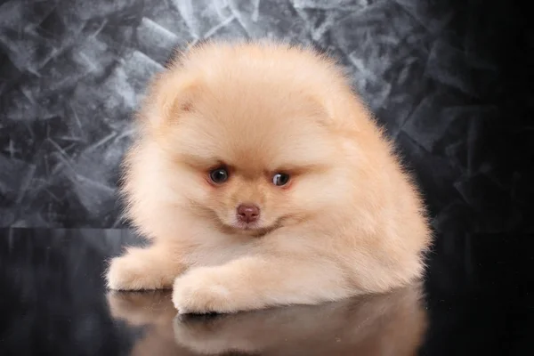 Retrato Cerca Cachorro Spitz Sobre Fondo Gris Tema Bebé Animal —  Fotos de Stock