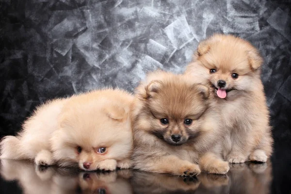 Gruppo Cuccioli Spitz Ritratto Sfondo Grigio Scuro — Foto Stock