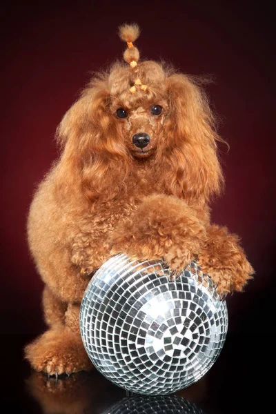 Молода Карликова Собака Пудель Позує Диско Вечірковий Темно Червоному Тлі — стокове фото