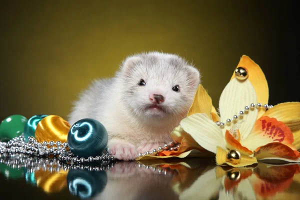 Cachorro Hurón Acostado Entre Juguetes Navideños Tema Bebé Animal — Foto de Stock