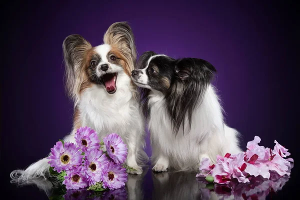 紫の背景に つの美しいパピヨン犬 — ストック写真