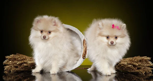 Two Pomeranian Spitz Puppies Dark Yellow Background — Stock Photo, Image