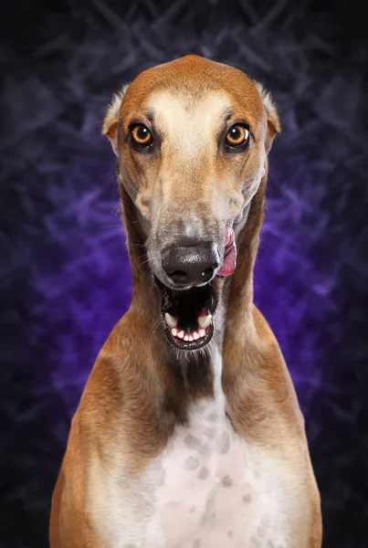 Retrato Angry Greyhound Con Boca Abierta Sobre Fondo Púrpura Oscuro —  Fotos de Stock