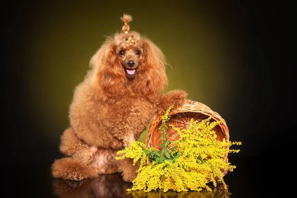 Jovem Poodle Posando Estúdio Com Flores Amarelas Fundo Escuro Temas — Fotografia de Stock