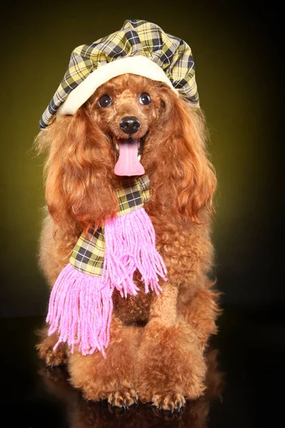 Ευτυχισμένος Σκύλος Poodle Στα Ρούχα Που Παρουσιάζουν Σκούρο Κίτρινο Φόντο — Φωτογραφία Αρχείου