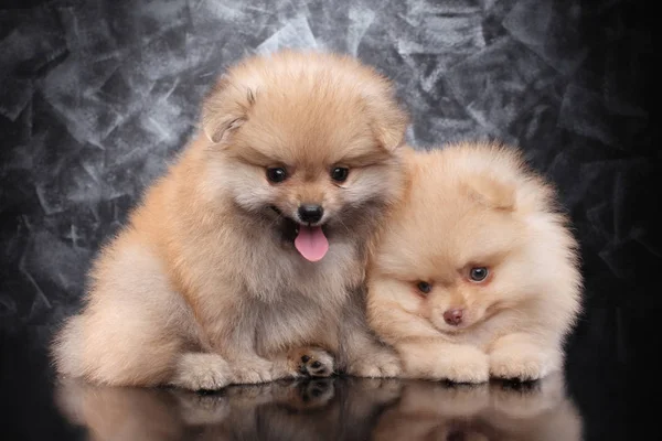 Deux Petits Chiots Spitz Poméraniens Posant Sur Fond Gris Photo De Stock