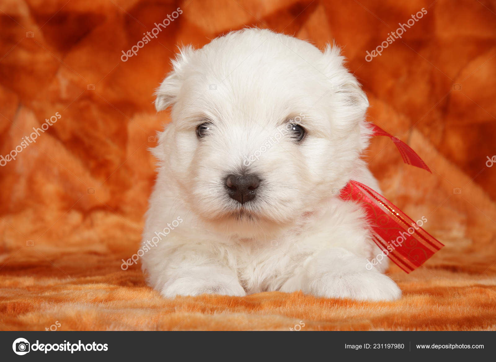 West Highland White Terrier Puppy Front Orange Background Baby Animal Stock Photo Image By C Vitcom