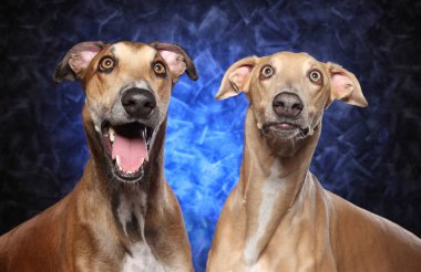 Sürpriz Greyhound köpek mavi arka plan üzerinde. Animal Temalar