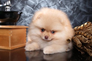 Gri bir arka plan üzerinde kahve değirmeni yakınındaki Spitz köpek yavrusu. Bebek hayvan Tema