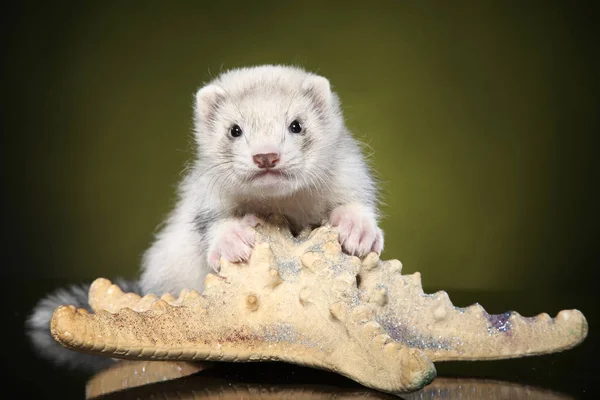 Puppy Polecat Dengan Bintang Laut Besar Pada Latar Belakang Kuning — Stok Foto