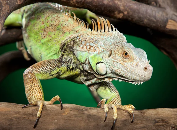 Cámaras Iguanas Verdes Ramas Sobre Fondo Verde Oscuro Temas Animales —  Fotos de Stock