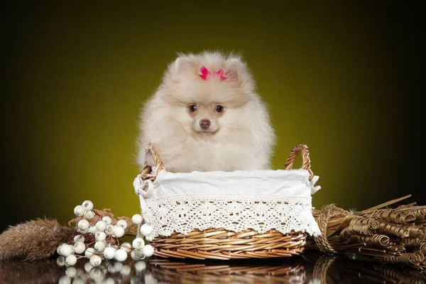 Portrait Young Spitz Puppy Wicker Basket Yellow Background Baby Animal — Stock Photo, Image