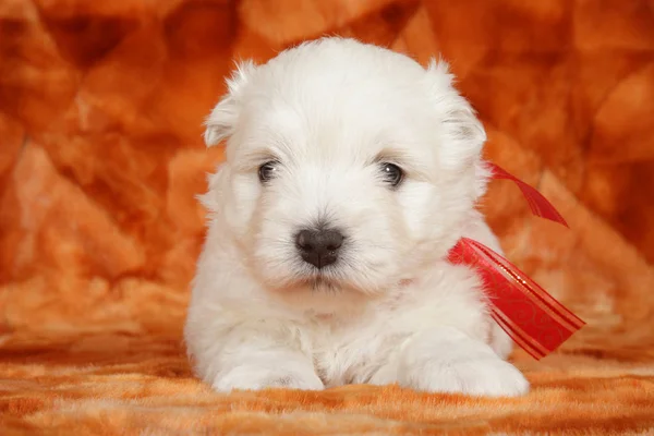 West Highland White Terrier Cachorro Frente Fondo Naranja Tema Bebé —  Fotos de Stock