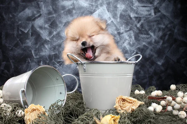 Puppy Pomeranian Yawns Sitting Bucket Baby Animal Theme — Stock Photo, Image