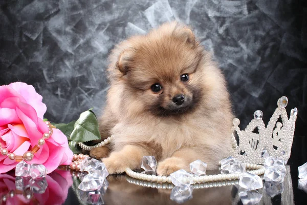 Retrato Cachorrito Spitz Pomeraniano Sobre Fondo Gris Oscuro —  Fotos de Stock