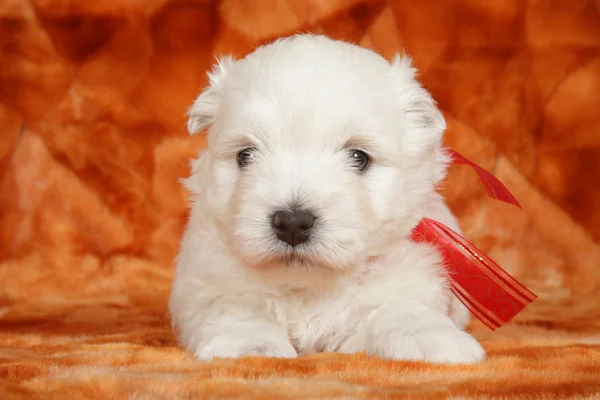 West Highland White Terriër Pup Voor Oranje Achtergrond Baby Dier Rechtenvrije Stockfoto's