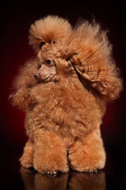 Kırmızı bir oyuncak fino köpeği portresi