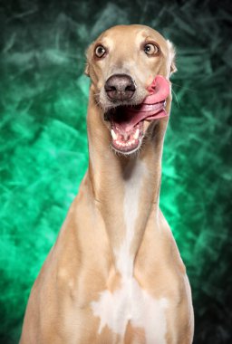Greyhound köpek yeşil zemin üzerine