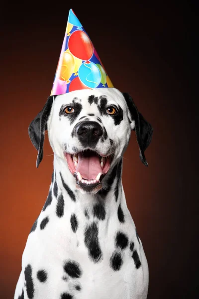 Feliz perro dálmata en cono de fiesta — Foto de Stock