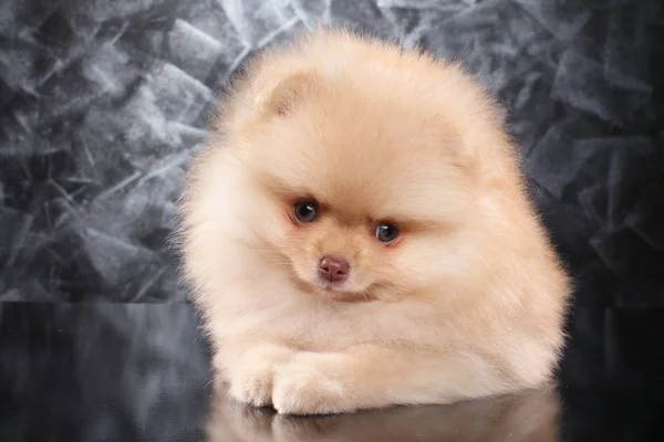 Lindo cachorro Spitz sobre fondo gris — Foto de Stock