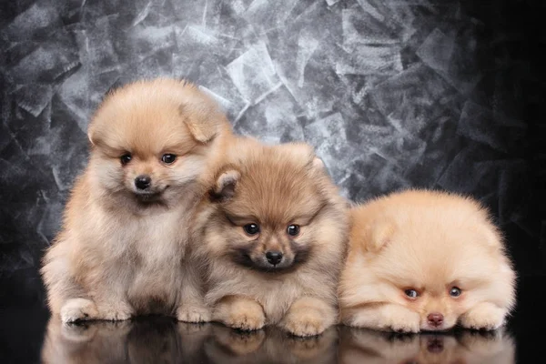 Bonitos cachorros Spitz em fundo cinza — Fotografia de Stock