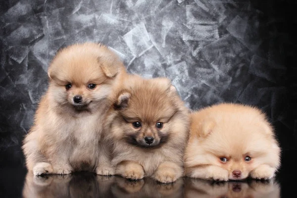 Lindos cachorros Spitz sobre fondo gris — Foto de Stock