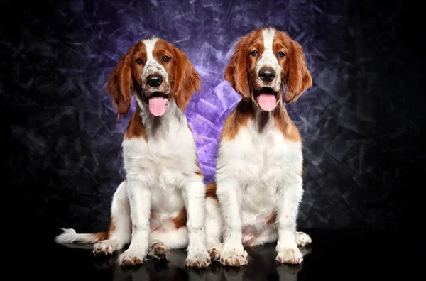 Gallese Springer Spaniel cuccioli — Foto Stock