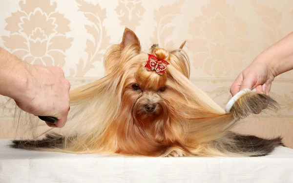 Combing the Yorkshire Terriers hair — Stock Photo, Image