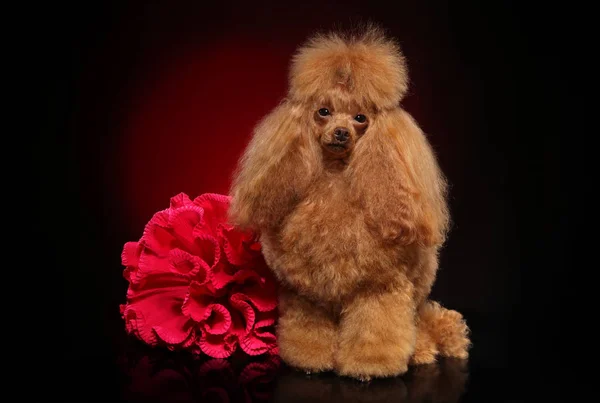 Brinquedo Poodle com flor vermelha no fundo escuro — Fotografia de Stock