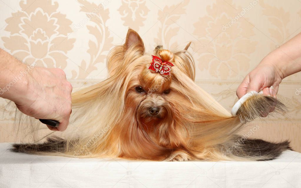 Combing the Yorkshire Terriers hair