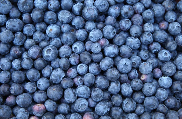 Fresh Bilberries. Close-up background — Stock Photo, Image