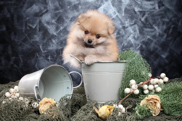 Pomeranian spitz filhote de cachorro sentado em um balde — Fotografia de Stock