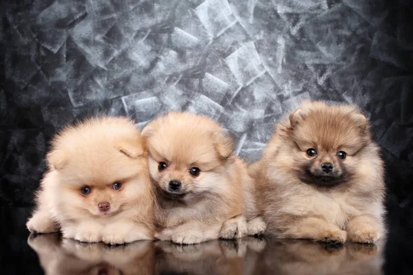 Filhotes de cachorro Zwergspit chão deitado — Fotografia de Stock