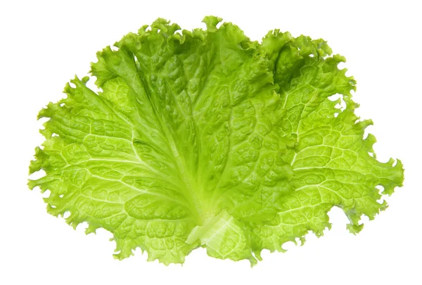 Cabbage leaf on white background — Stock Photo, Image