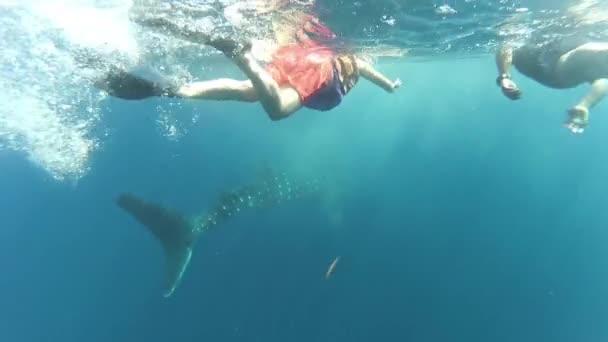 Vrouwen Mannen Snorkelen Met Walvishaai Mexico Holbox Walvishaai Grootste Bekende — Stockvideo