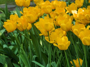 Lale. Çiçek yatak ya da bahçe lale farklı çeşitleri ile. 