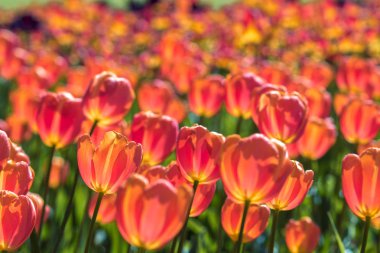 Pembe laleler çok. Çiçek yatak ya da bahçe lale farklı çeşitleri ile. 