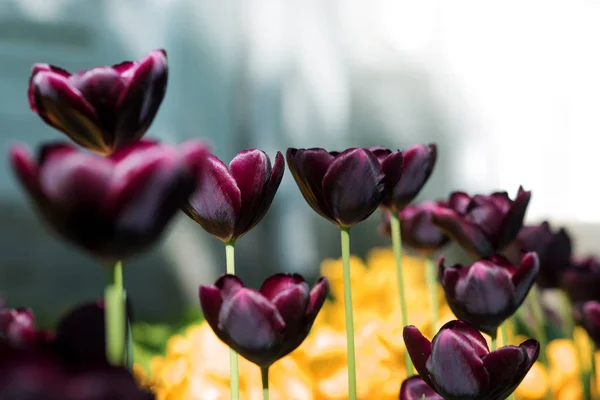 Exotické tmavé vínové tulipány. Záhon nebo zahrada s různé odrůdy tulipánů. — Stock fotografie