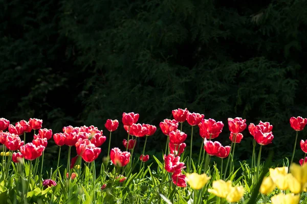 Tulipas cor-de-rosa. Cama de flores ou jardim com diferentes variedades de tulipas . — Fotografia de Stock